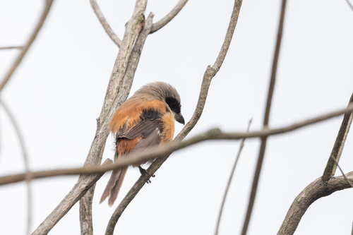 Long-tailed Shrike (Lanius schach), photo 7