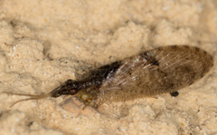 Sympherobius barberi
