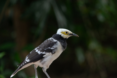 Black-collared Starling (Gracupica nigricollis), photo 9