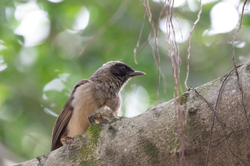 Masked Laughingthrush (Pterorhinus perspicillatus), photo 4