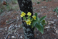 Verbascum thapsus thapsus