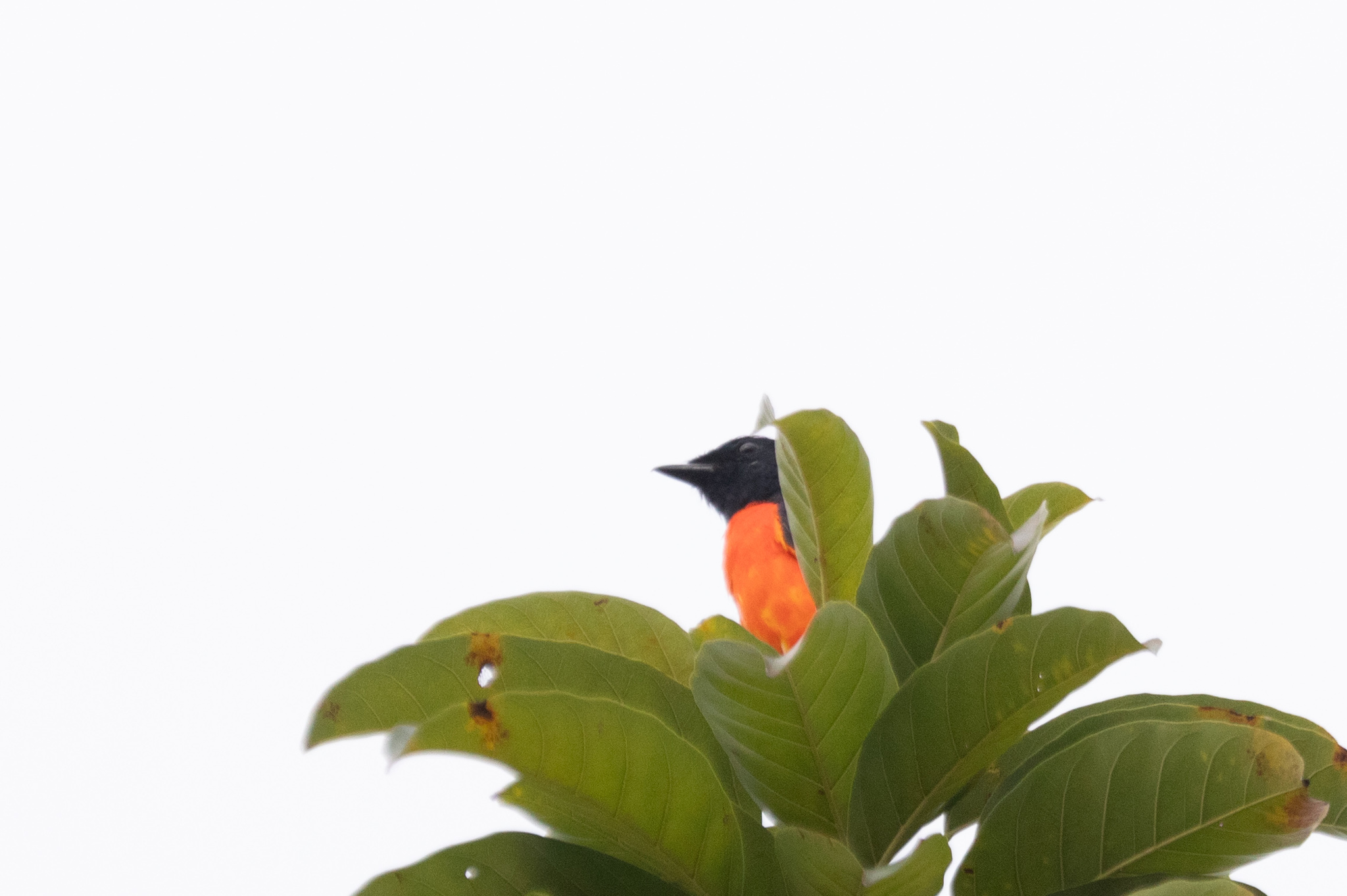 Scarlet Minivet illustration