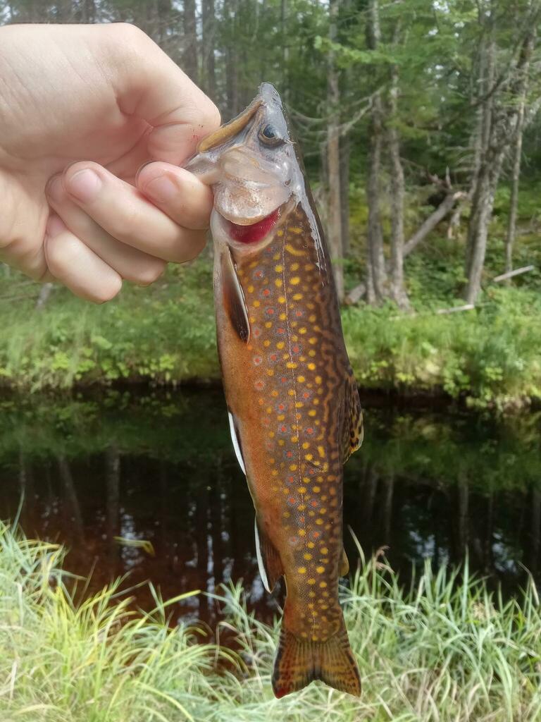 Brook Trout from Southeast Rural District, NB, Canada on September 1