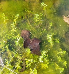 Callitriche heterophylla