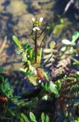 Planodes virginicum