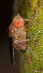 Drosophila melanogaster