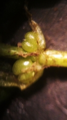 Callitriche heterophylla