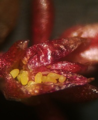 Crassula aquatica