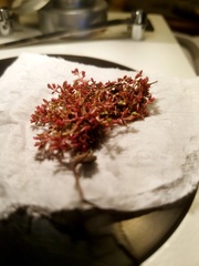 Crassula aquatica