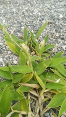 Thuarea involuta