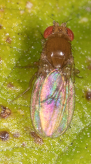 Drosophila melanogaster
