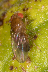 Drosophila melanogaster