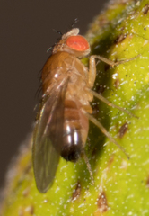 Drosophila melanogaster