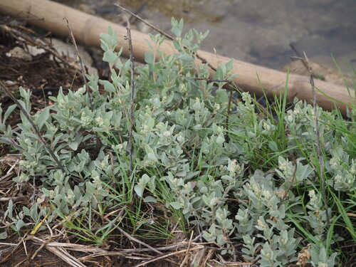 Image of Maximowicz's Saltbush (Atriplex maximowicziana) by no rights reserved