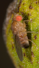 Drosophila melanogaster
