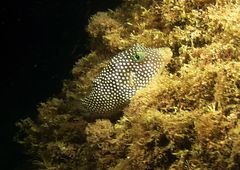Canthigaster punctatissima
