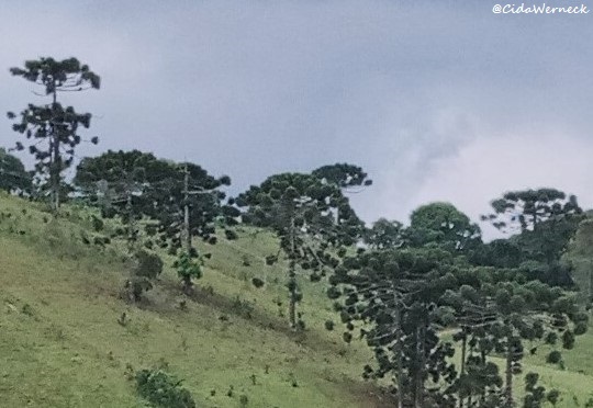 Araucaria angustifolia