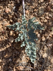 Vesper multinervatus