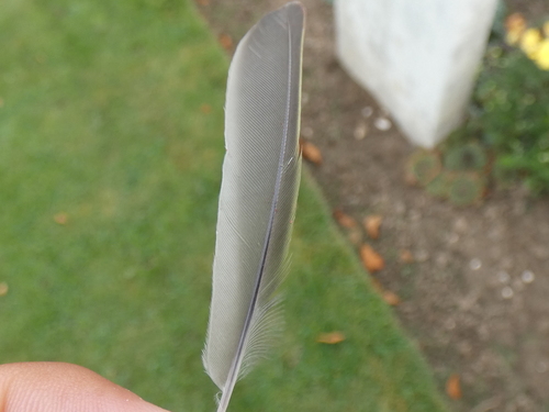 Plume de Pipit farlouse