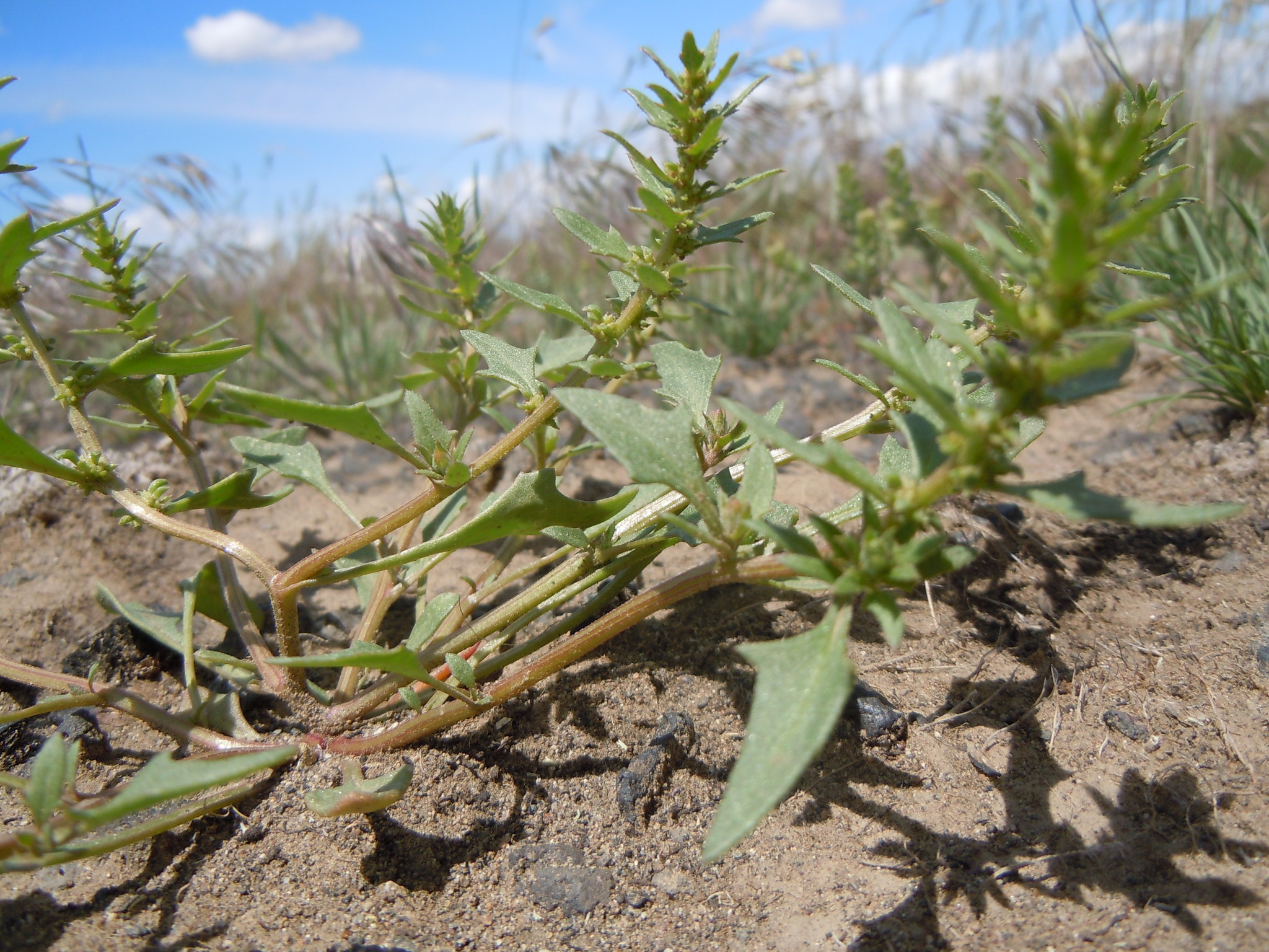 Monolepis nuttalliana