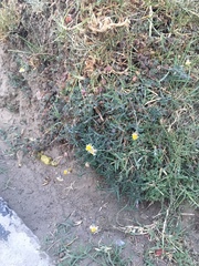 Tridax coronopifolia