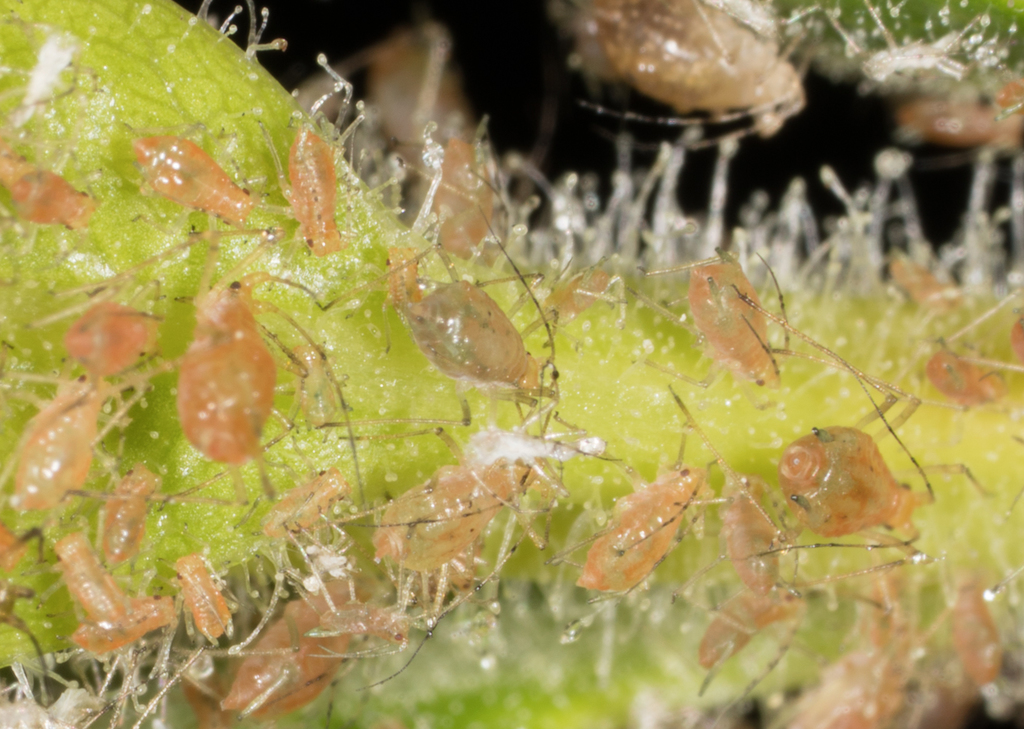 Wahlgreniella
