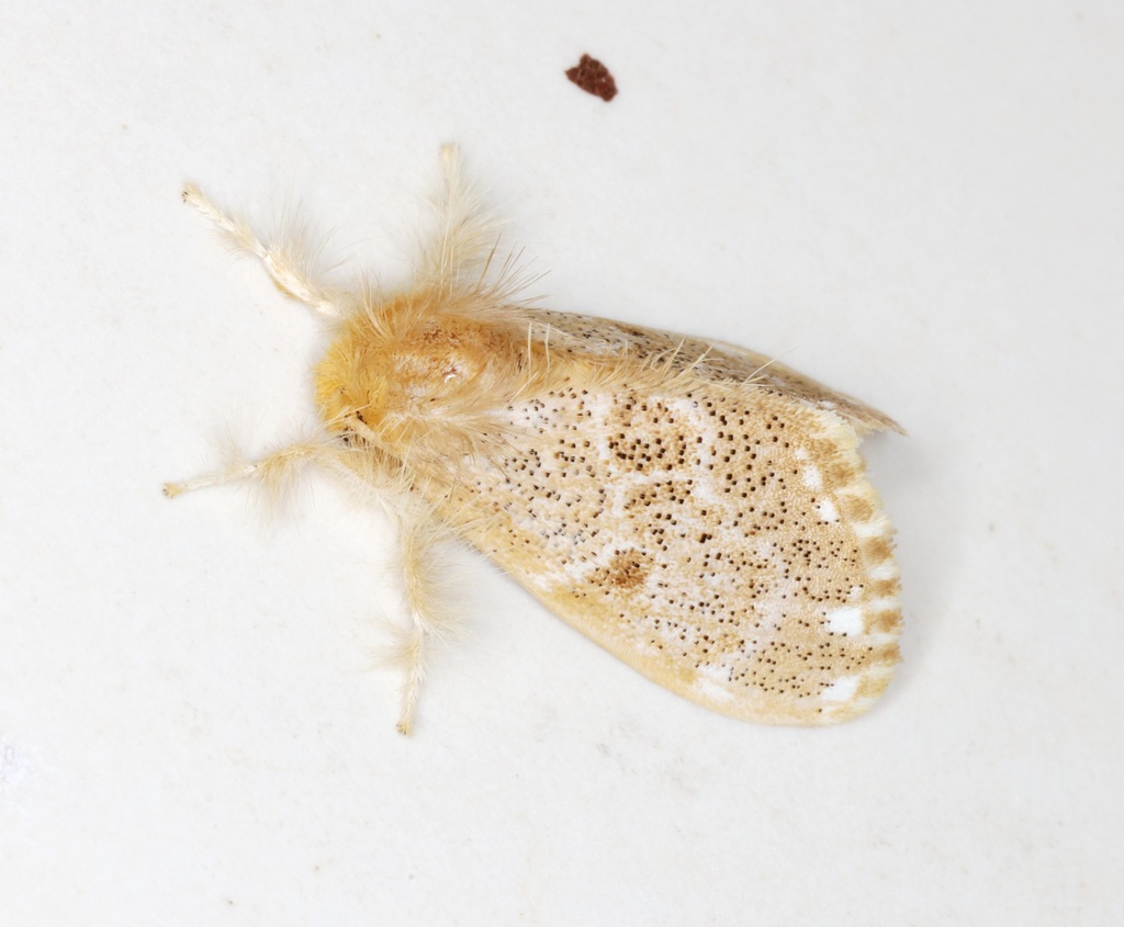 Euproctis inornata