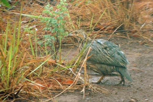 Shelley's Francolin (Scleroptila shelleyi), photo 8