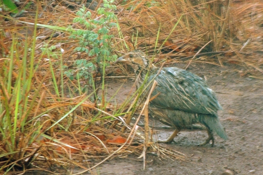Shelley's Francolin (Scleroptila shelleyi), photo 7