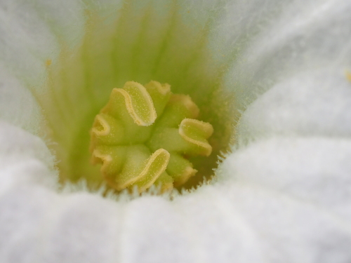 Ivy gourd