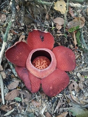 Giant Corpse Flower (Rafflesia kerrii)
