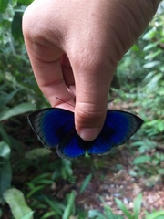 Prepona hewitsonius
