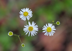 Erigeron vernus