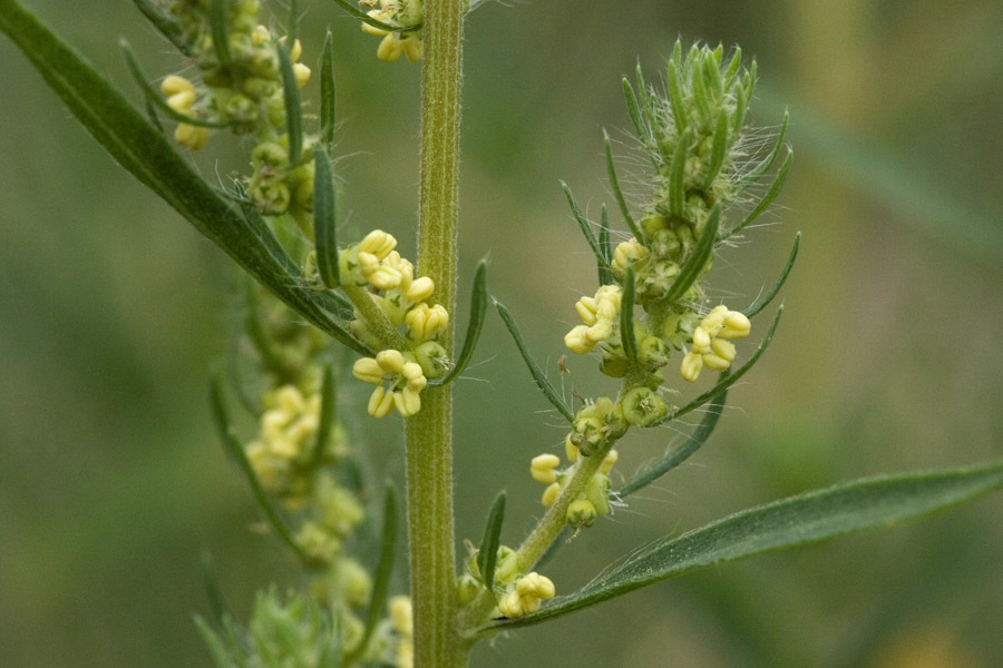 Kochia Scoparia Invasive Species Of Southeast New Hampshire INaturalist Kochia Scoparia Invasive Species Of Southeast New Hampshire INaturalist