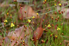 Xyris brevifolia