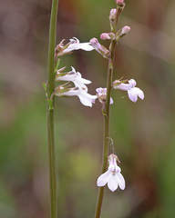 Lobelia paludosa