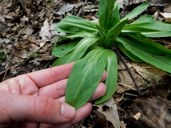 Primula meadia