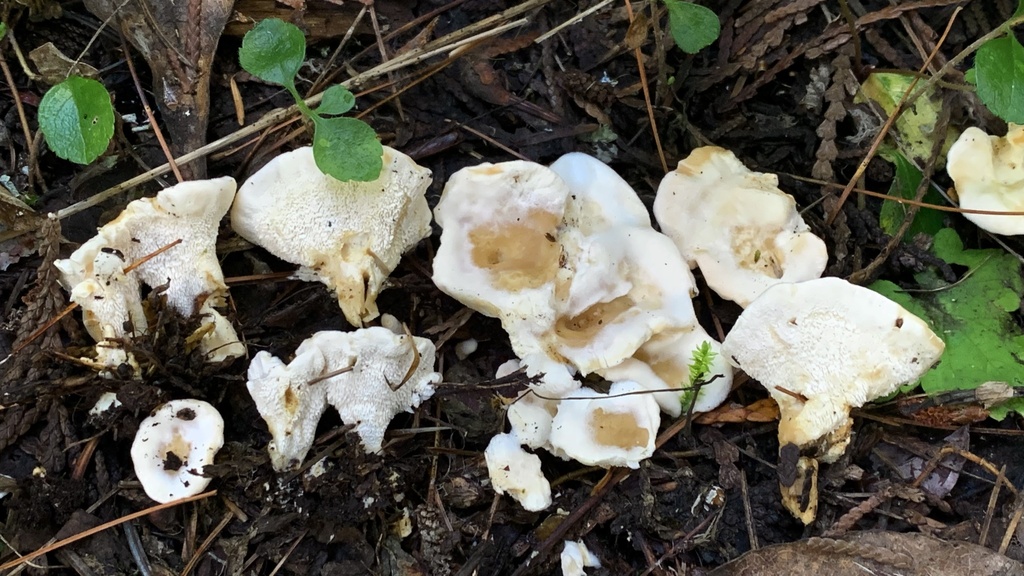Sistotrema sp. 'confluens-PNW01'