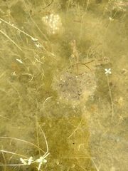 Pseudacris regilla