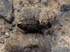 Scopodes
