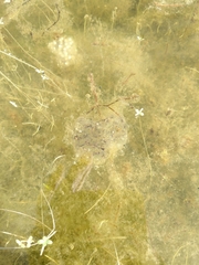 Pseudacris regilla