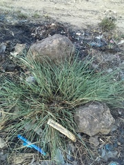 Eragrostis mexicana