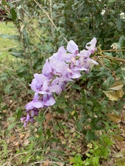 Wisteria frutescens