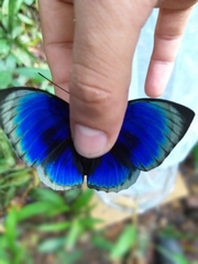 Prepona hewitsonius