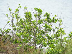 Black Mangrove (Lumnitzera racemosa)