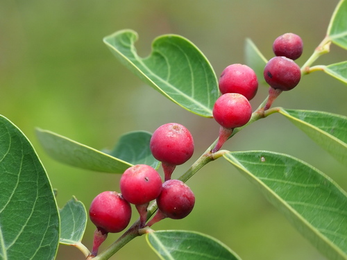 Breynia officinalis iNat (2)