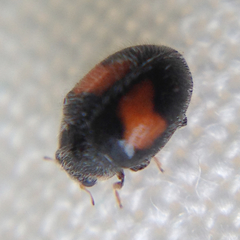 Diomus notescens