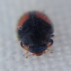 Diomus notescens