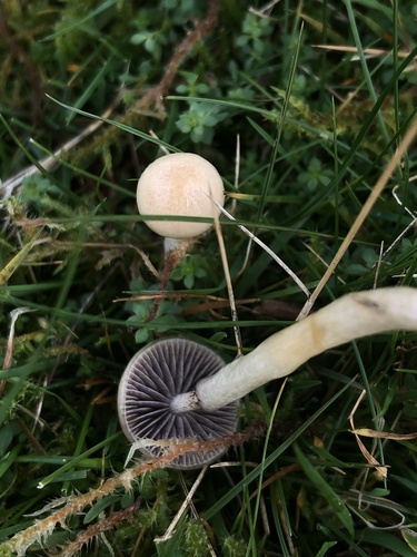 Protostropharia semiglobata — (c) Daisy Cadet, some rights reserved (CC BY)