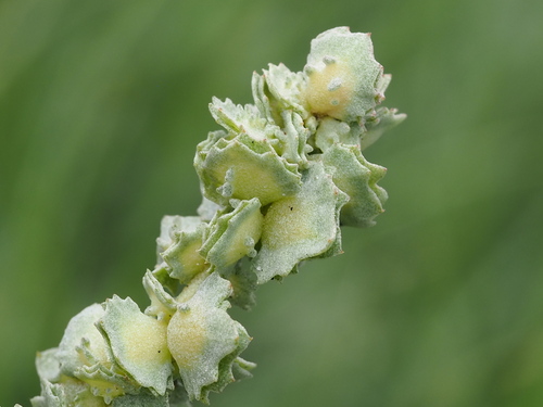 Image of Maximowicz's Saltbush (Atriplex maximowicziana) by no rights reserved